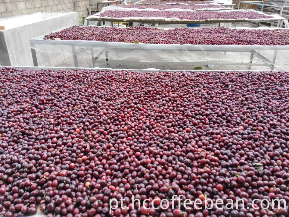 grãos de café verde robusta, nova safra, lavado, polido grau A, tela 16